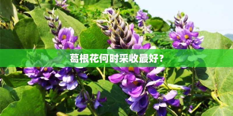 葛根花何时采收最好？