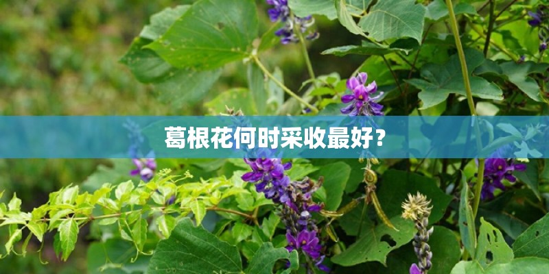 葛根花何时采收最好？