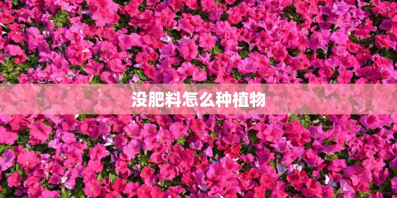 没肥料怎么种植物