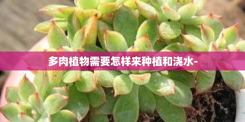 多肉植物需要怎样来种植和浇水-