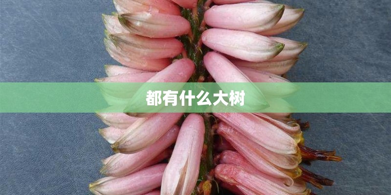 都有什么大树