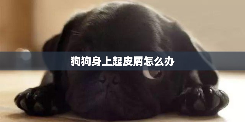 狗狗身上起皮屑怎么办