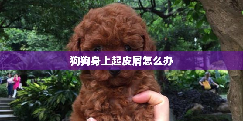 狗狗身上起皮屑怎么办