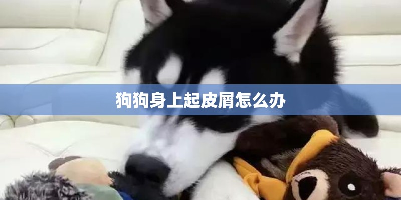 狗狗身上起皮屑怎么办