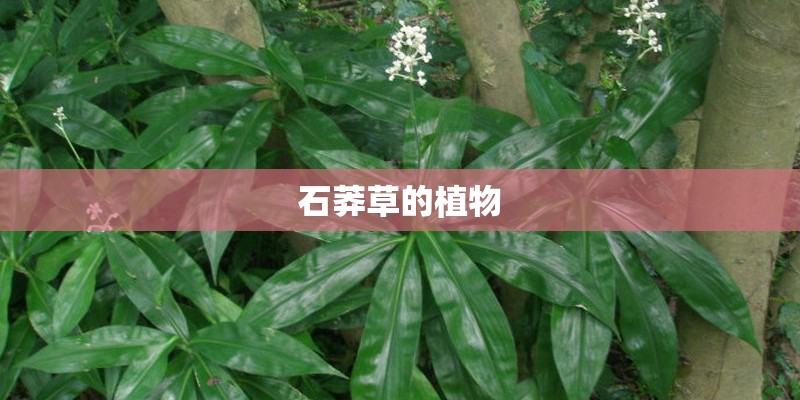 石莽草的植物