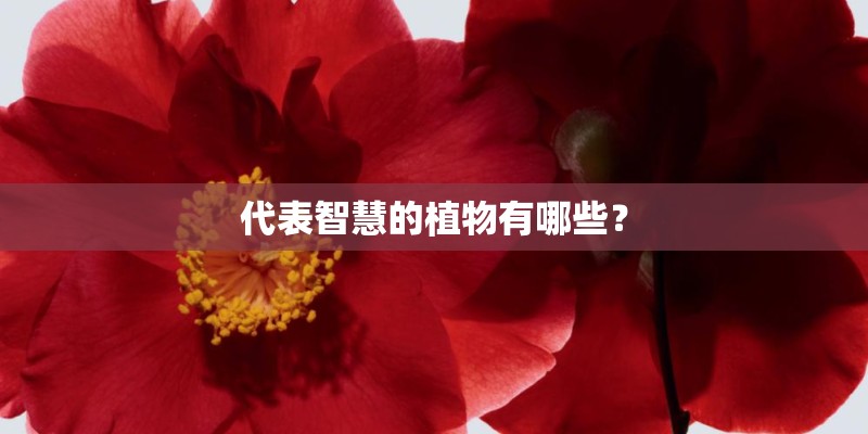 代表智慧的植物有哪些？
