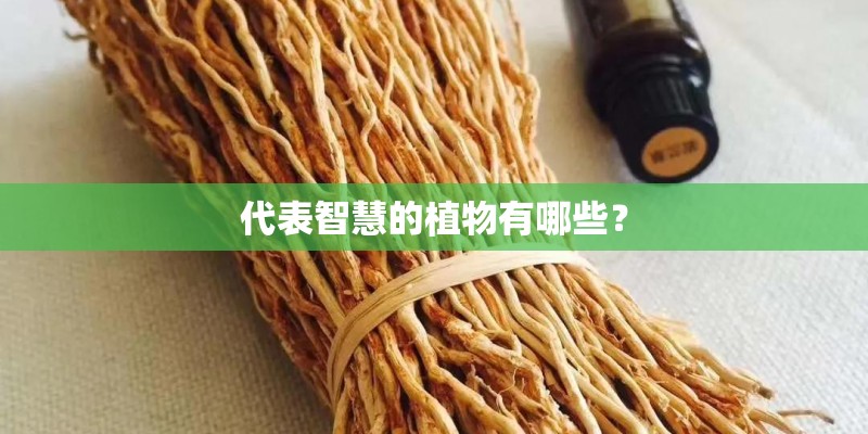 代表智慧的植物有哪些？