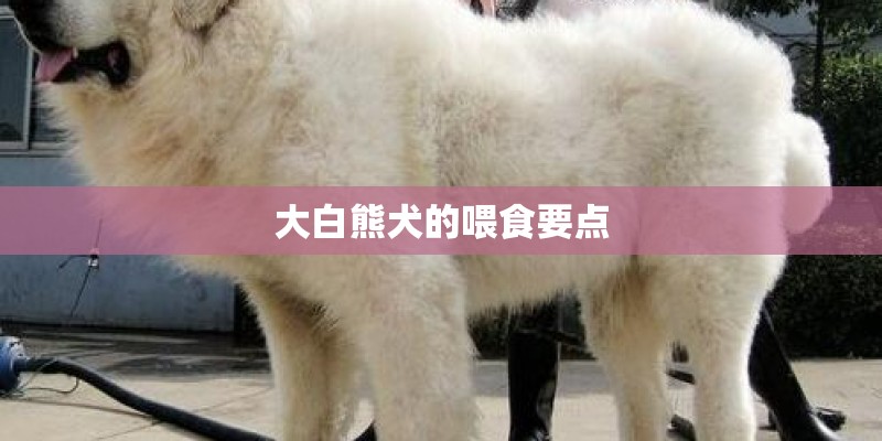 大白熊犬的喂食要点