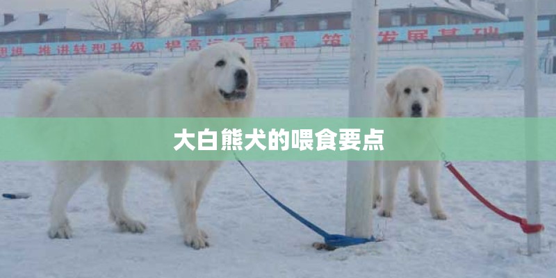 大白熊犬的喂食要点
