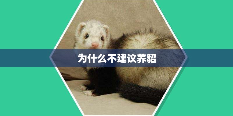 为什么不建议养貂