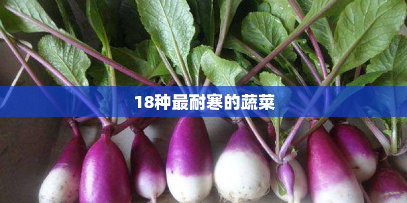18种最耐寒的蔬菜