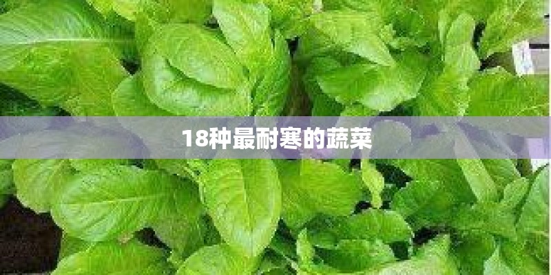 18种最耐寒的蔬菜