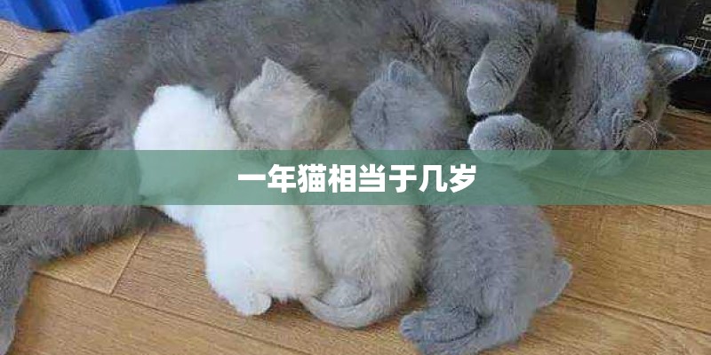 一年猫相当于几岁