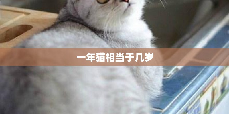 一年猫相当于几岁