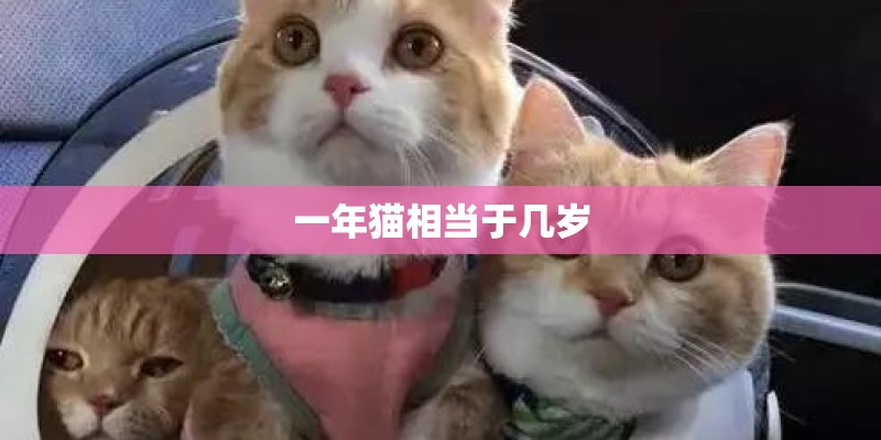 一年猫相当于几岁