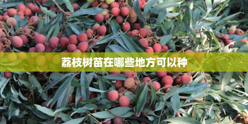 荔枝树苗在哪些地方可以种