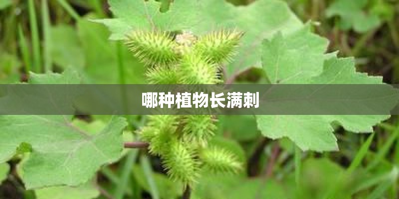 哪种植物长满刺