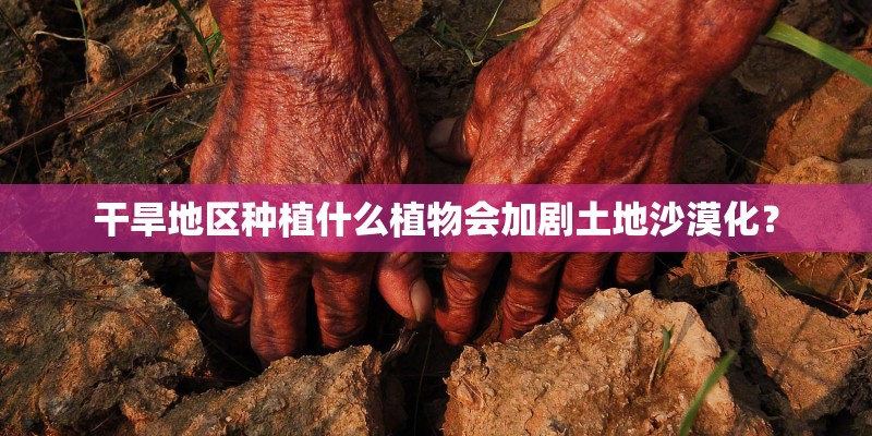 干旱地区种植什么植物会加剧土地沙漠化？