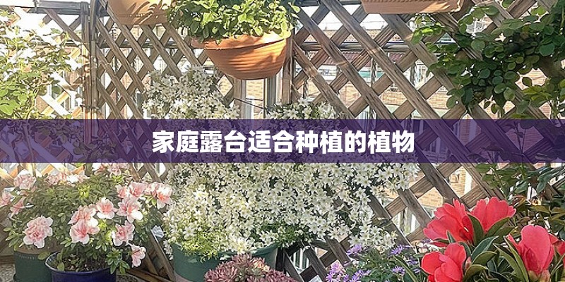 家庭露台适合种植的植物