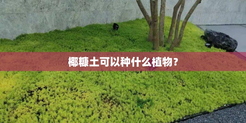 椰糠土可以种什么植物？