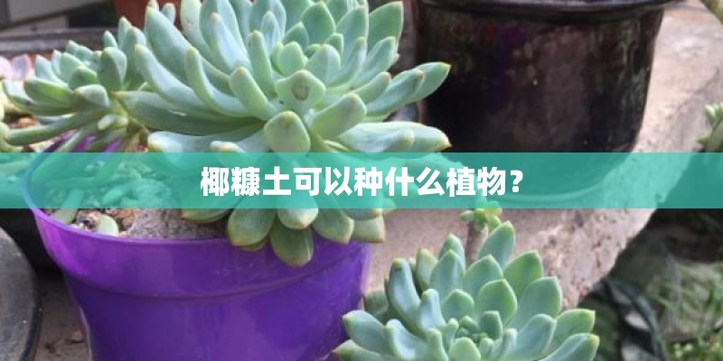 椰糠土可以种什么植物？
