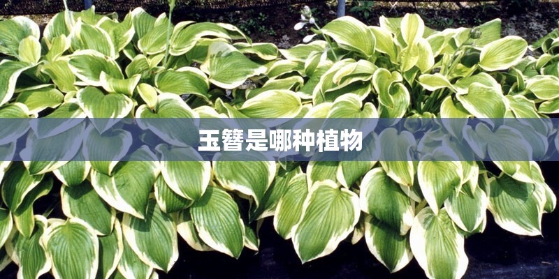 玉簪是哪种植物