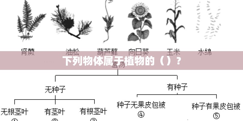 下列物体属于植物的（）？