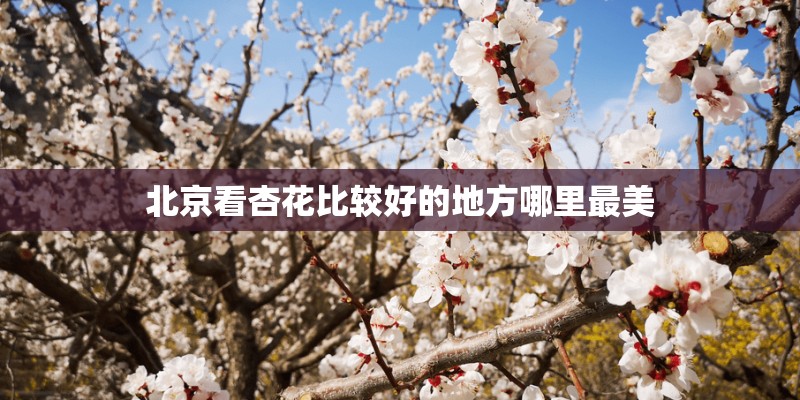 北京看杏花比较好的地方哪里最美