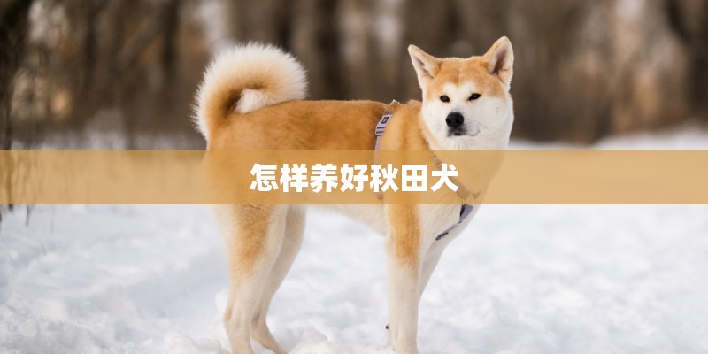 怎样养好秋田犬