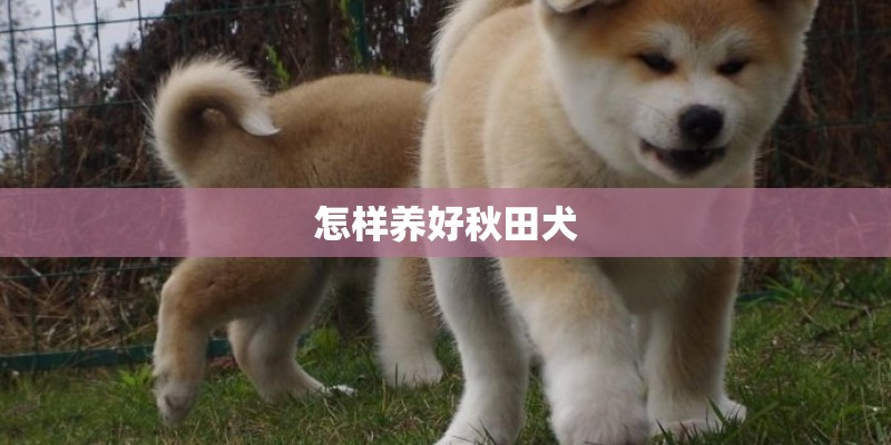 怎样养好秋田犬