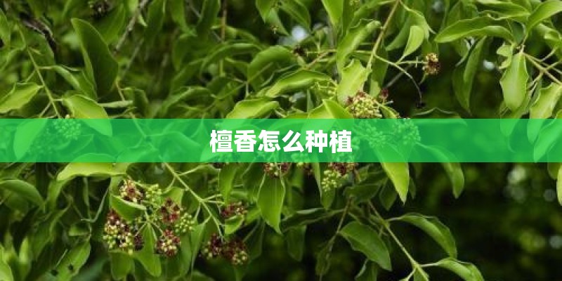 檀香怎么种植