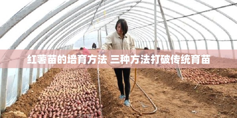 红薯苗的培育方法 三种方法打破传统育苗