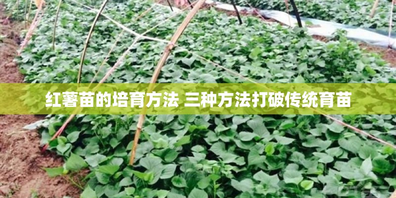 红薯苗的培育方法 三种方法打破传统育苗 红薯苗的培育方法 三种方法打破传统育苗