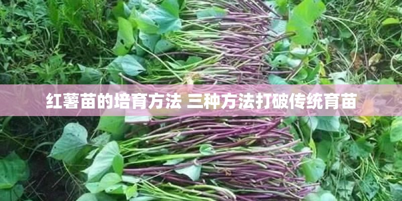 红薯苗的培育方法 三种方法打破传统育苗 红薯苗的培育方法 三种方法打破传统育苗
