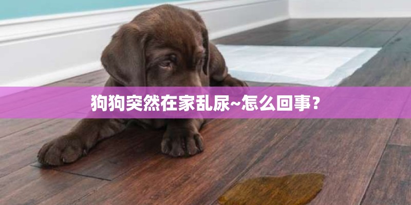 狗狗突然在家乱尿~怎么回事？