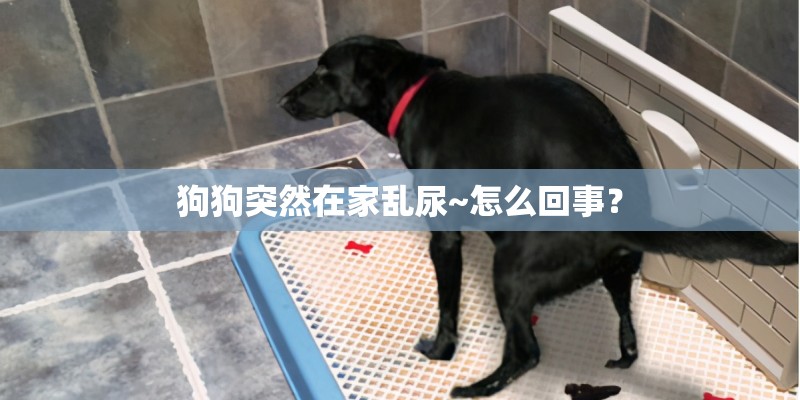 狗狗突然在家乱尿~怎么回事？
