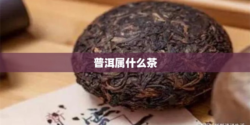 普洱属什么茶