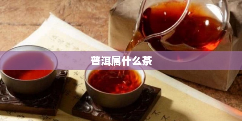普洱属什么茶