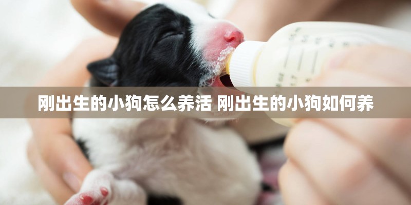 刚出生的小狗怎么养活 刚出生的小狗如何养