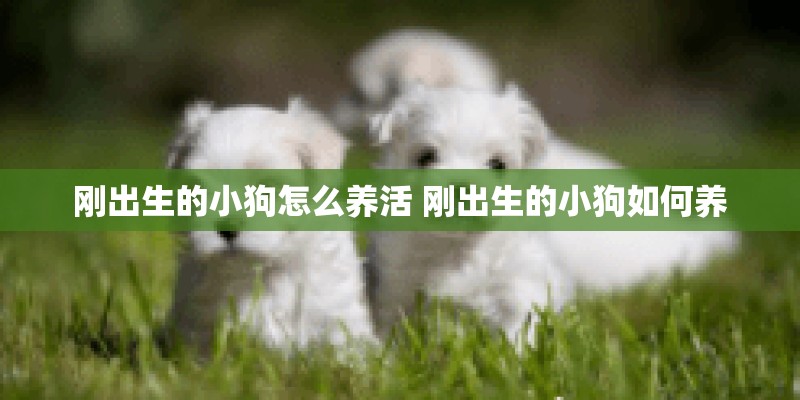 刚出生的小狗怎么养活 刚出生的小狗如何养