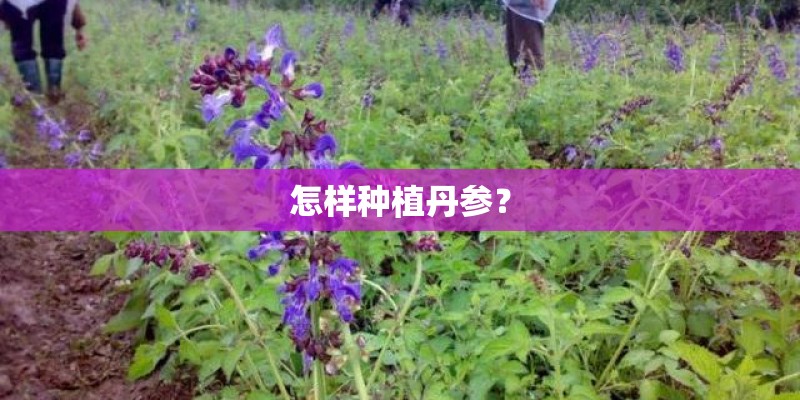 怎样种植丹参？