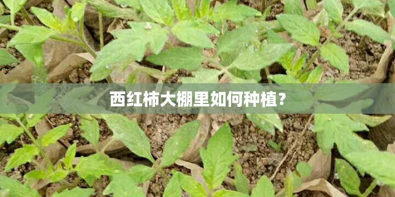 西红柿大棚里如何种植？