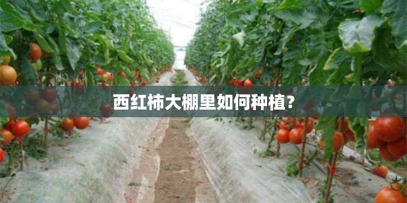 西红柿大棚里如何种植？