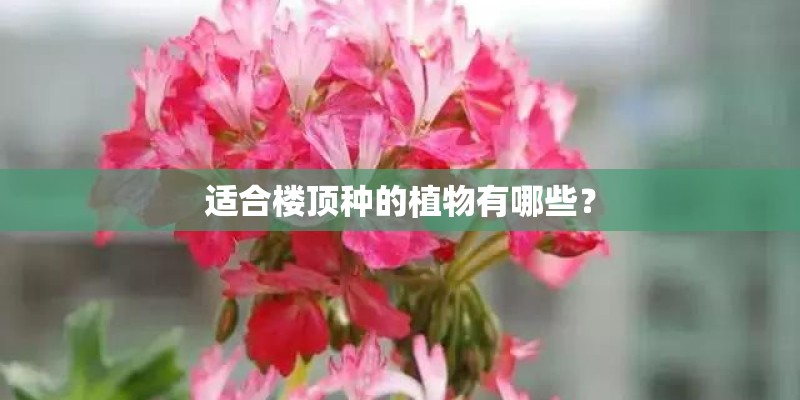 适合楼顶种的植物有哪些？