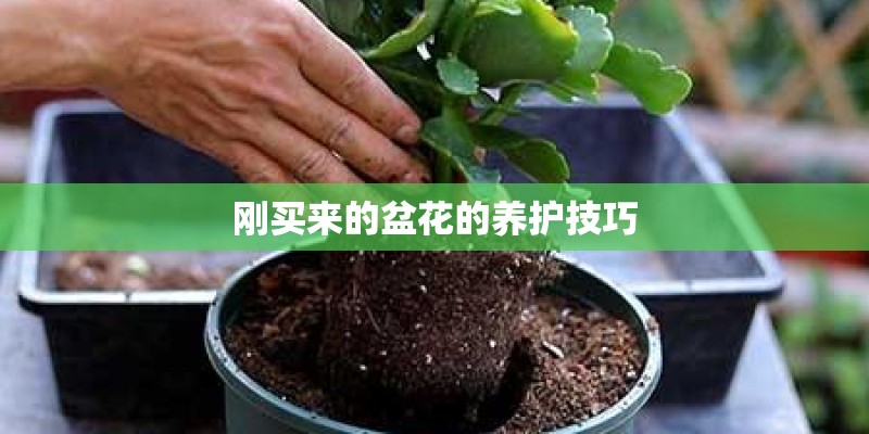 刚买来的盆花的养护技巧