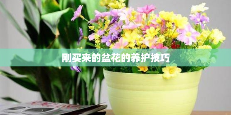 刚买来的盆花的养护技巧