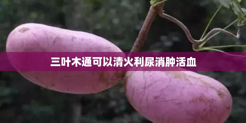 三叶木通可以清火利尿消肿活血