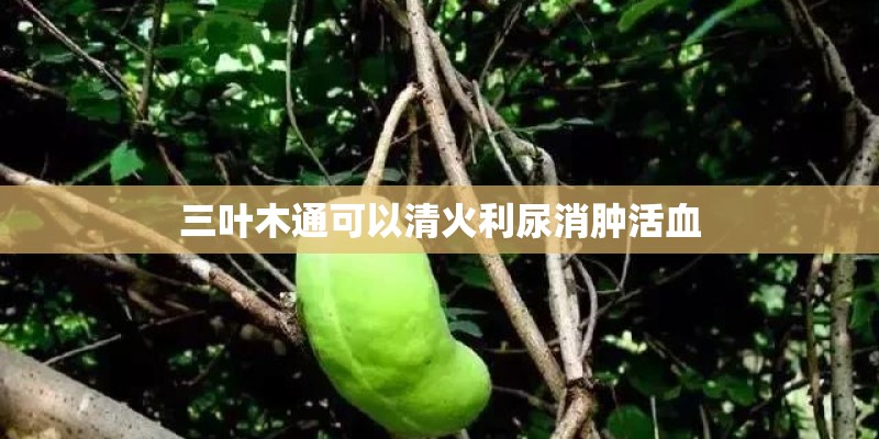 三叶木通可以清火利尿消肿活血