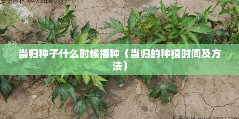 当归种子什么时候播种（当归的种植时间及方法）