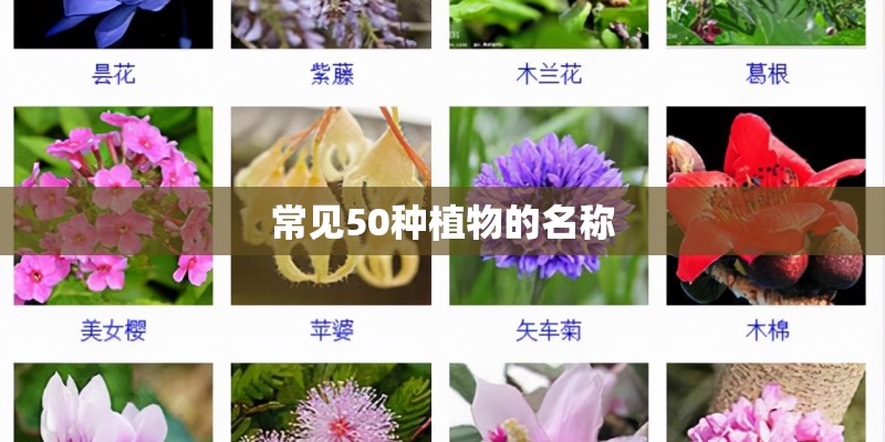 常见50种植物的名称